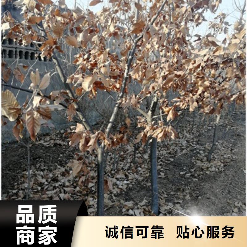 板栗苗桃树苗品质过硬