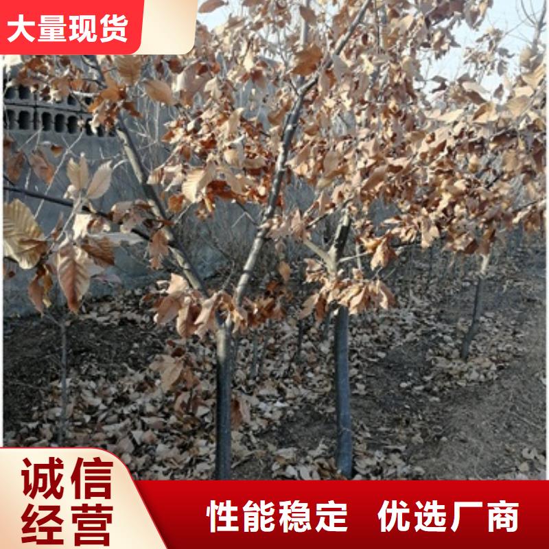 板栗苗梨树苗超产品在细节