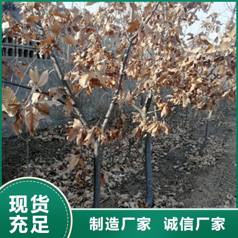 板栗苗_梨树苗厂家大量现货