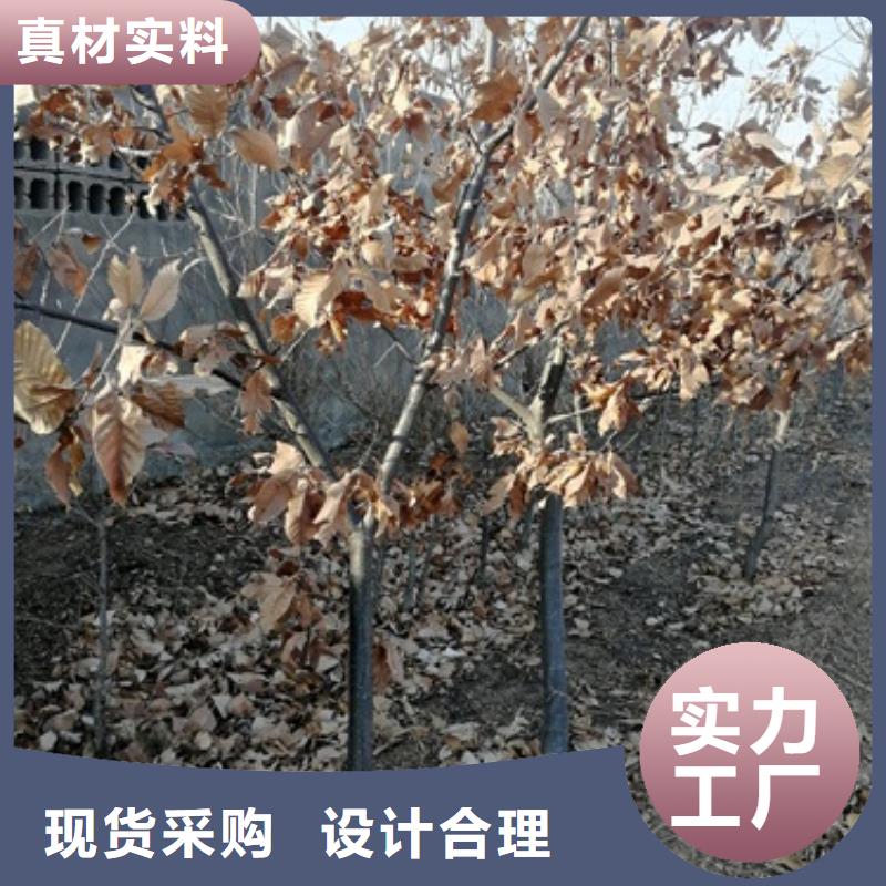 板栗苗_梨树苗应用范围广泛