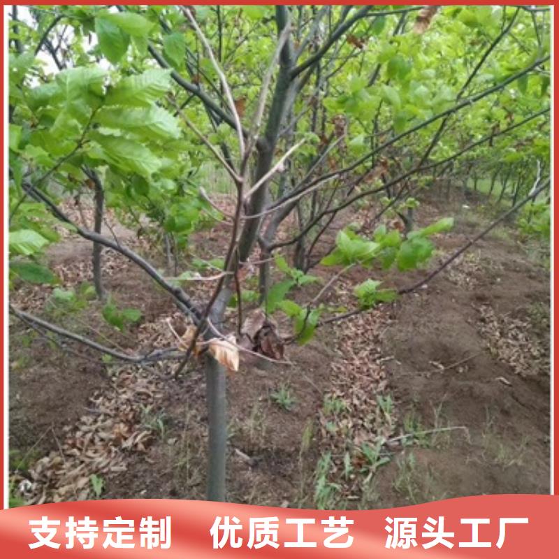 板栗苗【花椒苗】放心得选择