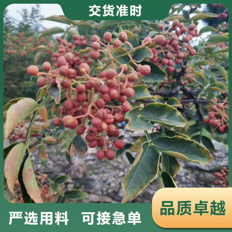 花椒苗,板栗苗厂家直销售后完善