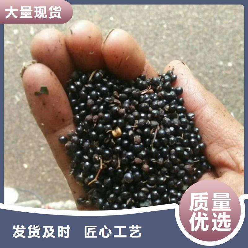 花椒苗-蓝莓苗质量安心