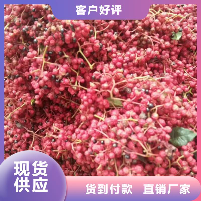 【花椒苗蓝莓苗海量库存】