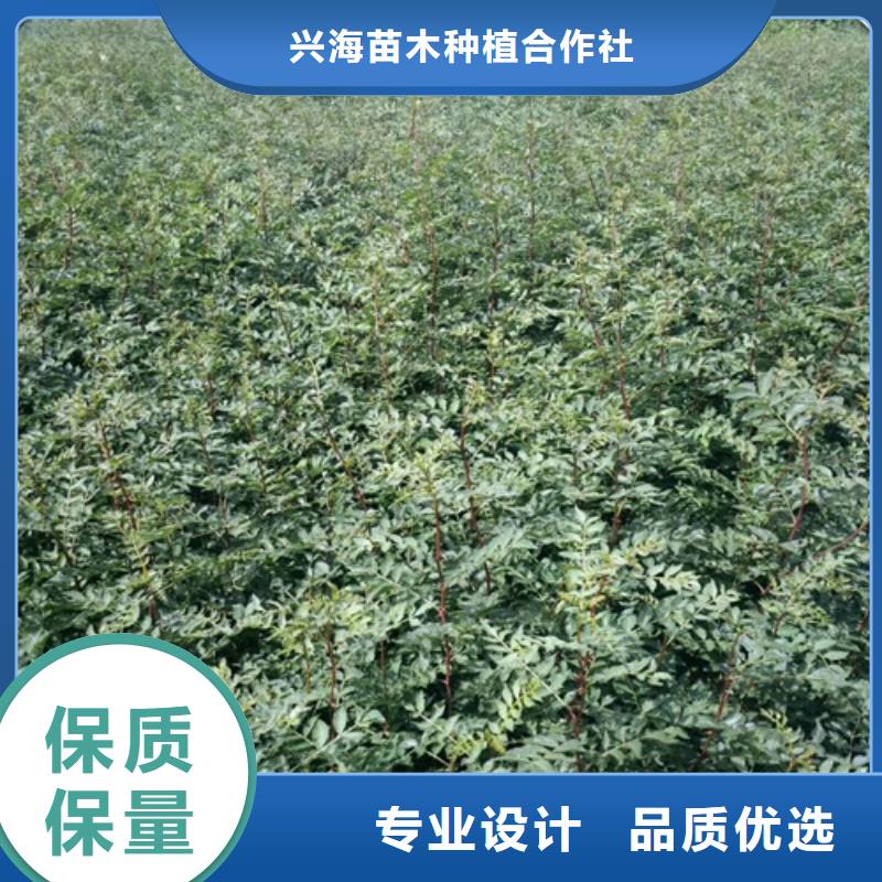 花椒苗,梨树苗用心做好每一件产品