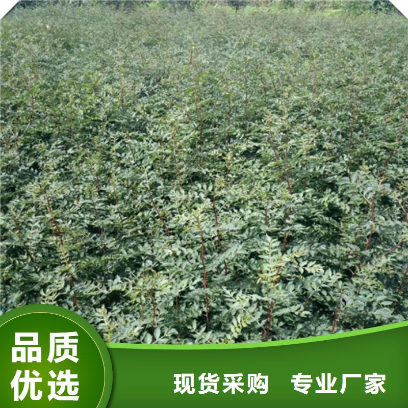 花椒苗苹果苗原料层层筛选