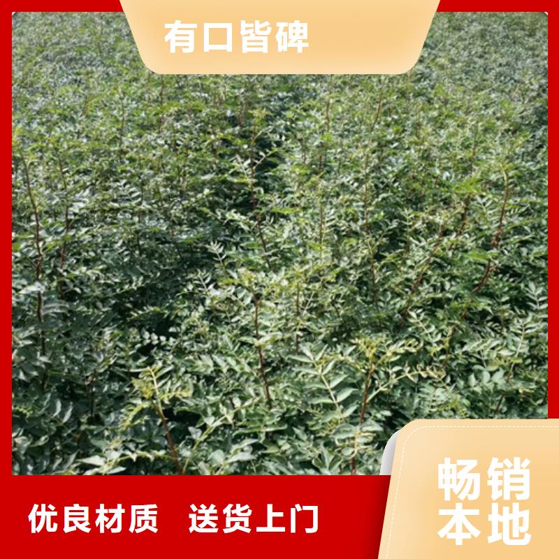 花椒苗-梨树苗就近发货