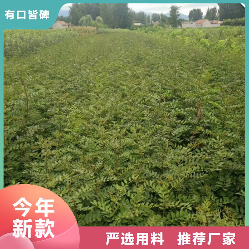 花椒苗,梨树苗用心做好每一件产品