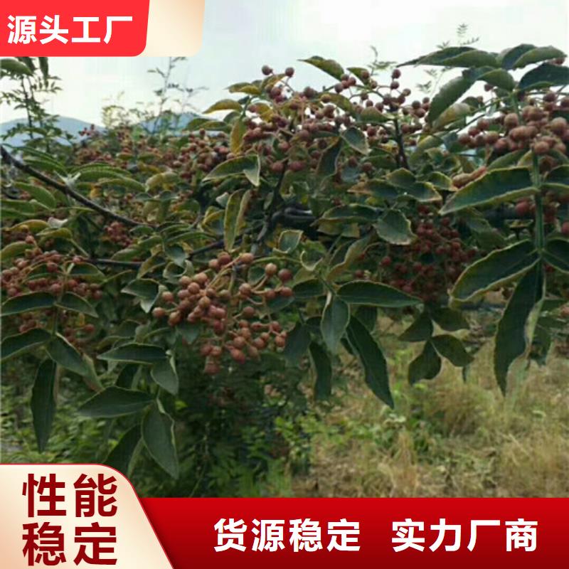 【花椒苗】板栗苗一站式服务