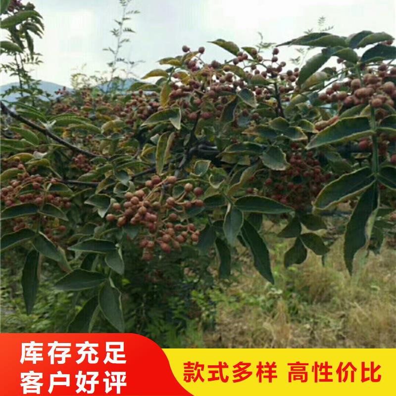 【花椒苗苹果苗来电咨询】