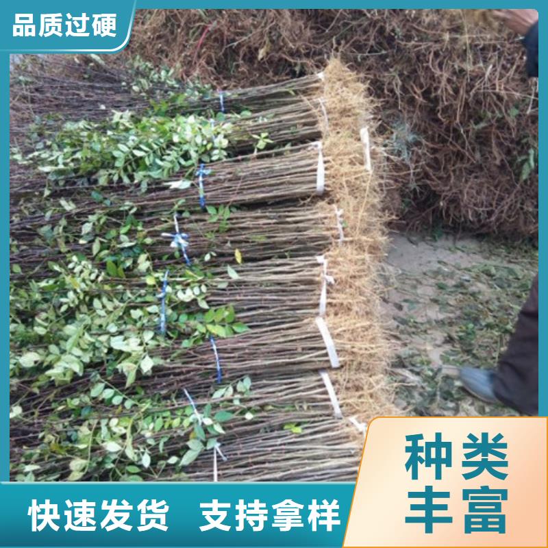 花椒苗蓝莓苗厂家实力大