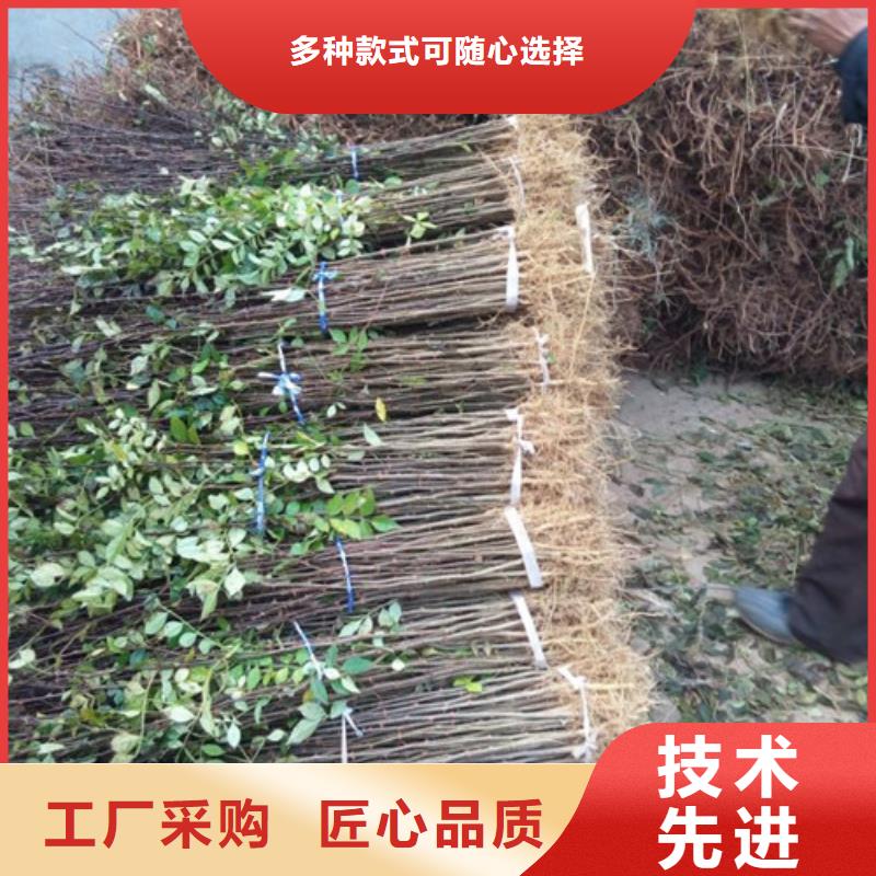花椒苗板栗苗匠心制造