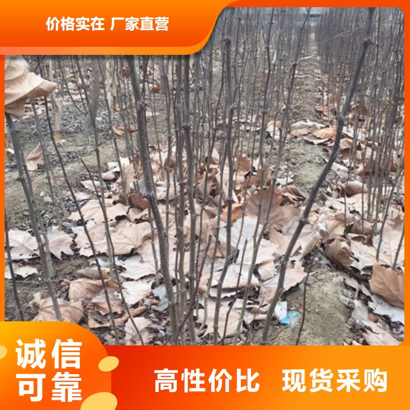 花椒苗,梨树苗用心做好每一件产品