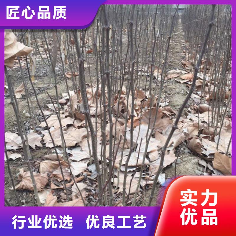 花椒苗,板栗苗厂家直销售后完善