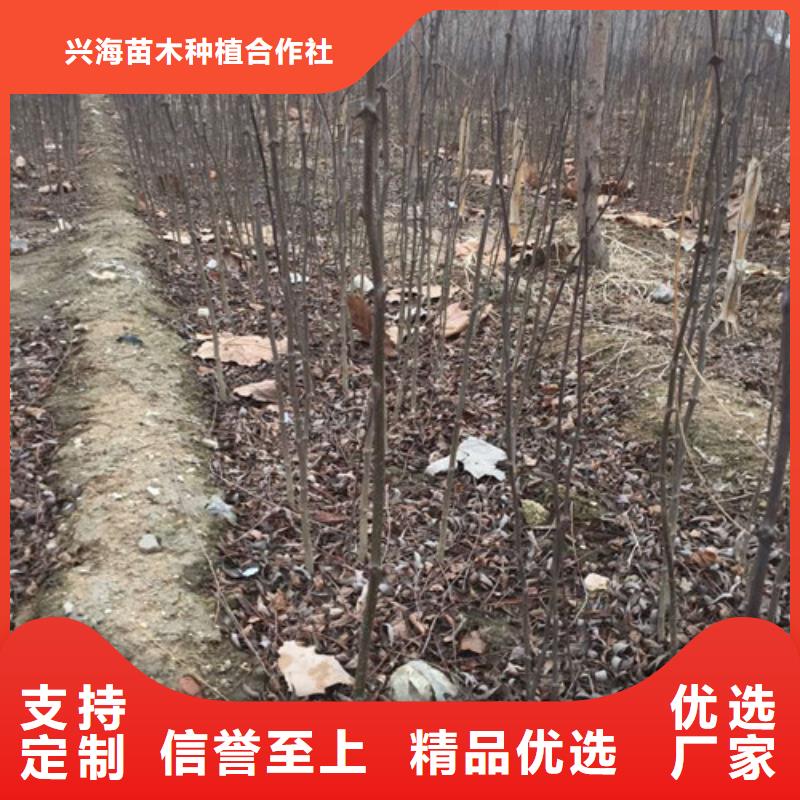 【花椒苗】李子苗海量货源