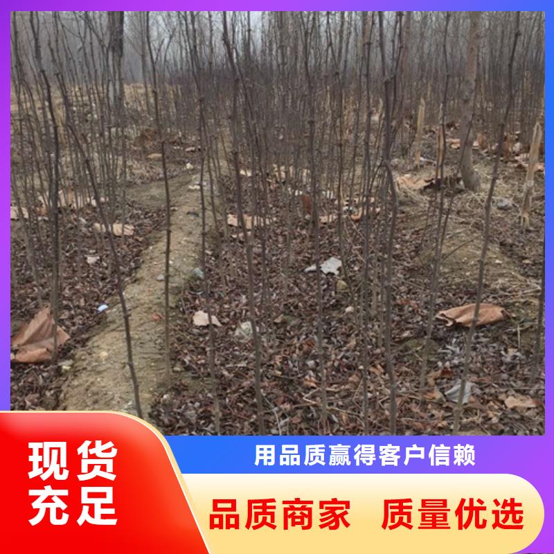 花椒苗,山楂苗一站式服务