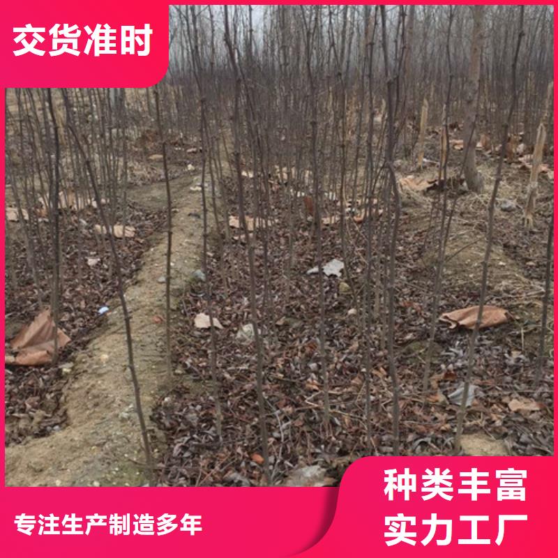 花椒苗梨树苗多年实力厂家