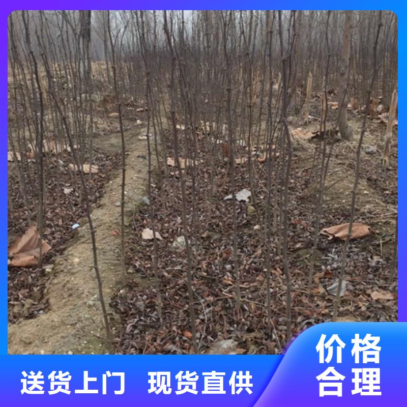 花椒苗,梨树苗用心做好每一件产品