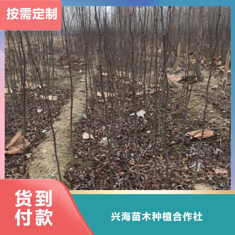 花椒苗,板栗苗厂家直销售后完善