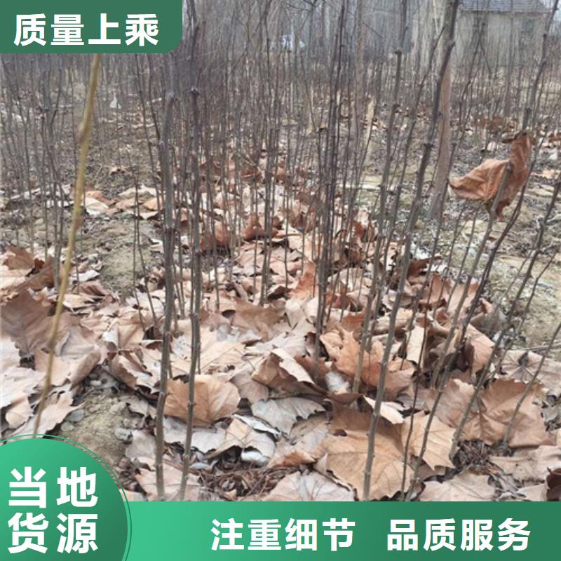 【花椒苗】板栗苗一站式服务