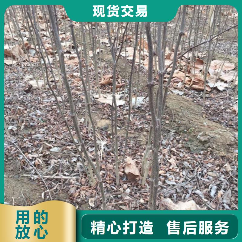花椒苗蓝莓苗批发商