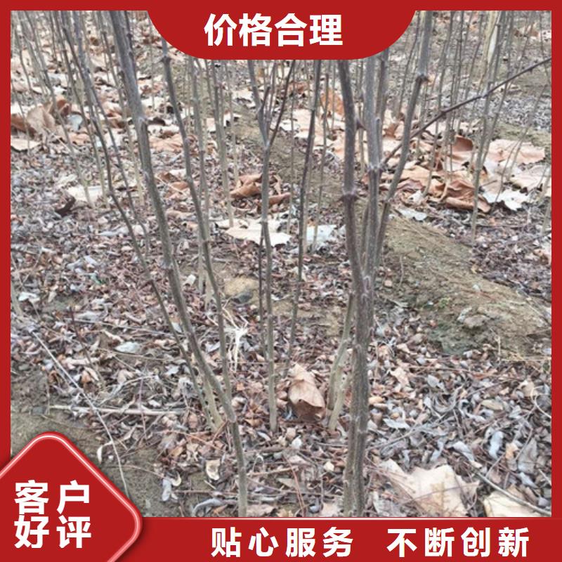 花椒苗桃树苗品质保障售后无忧