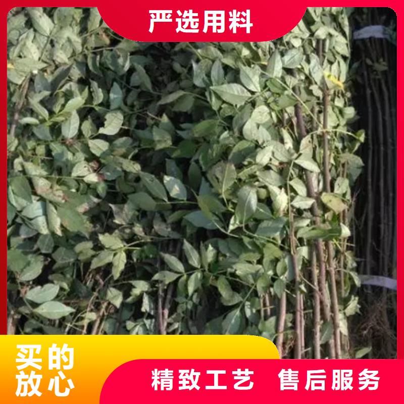 花椒苗-板栗苗快速报价