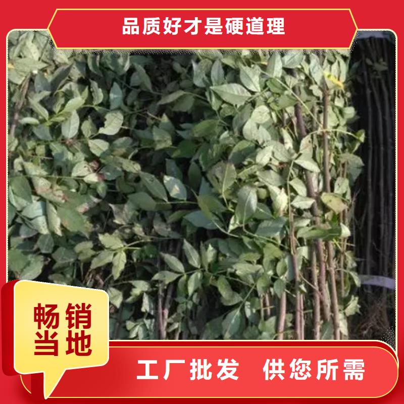 花椒苗贴心服务