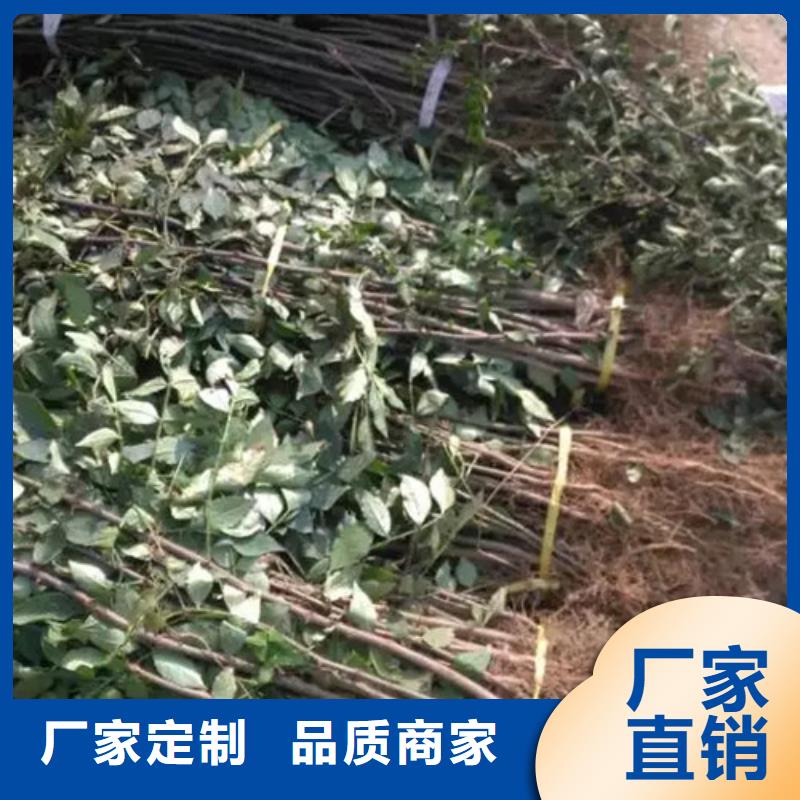 【花椒苗苹果苗来电咨询】