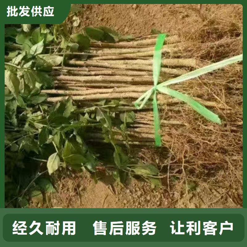 花椒苗板栗苗匠心制造