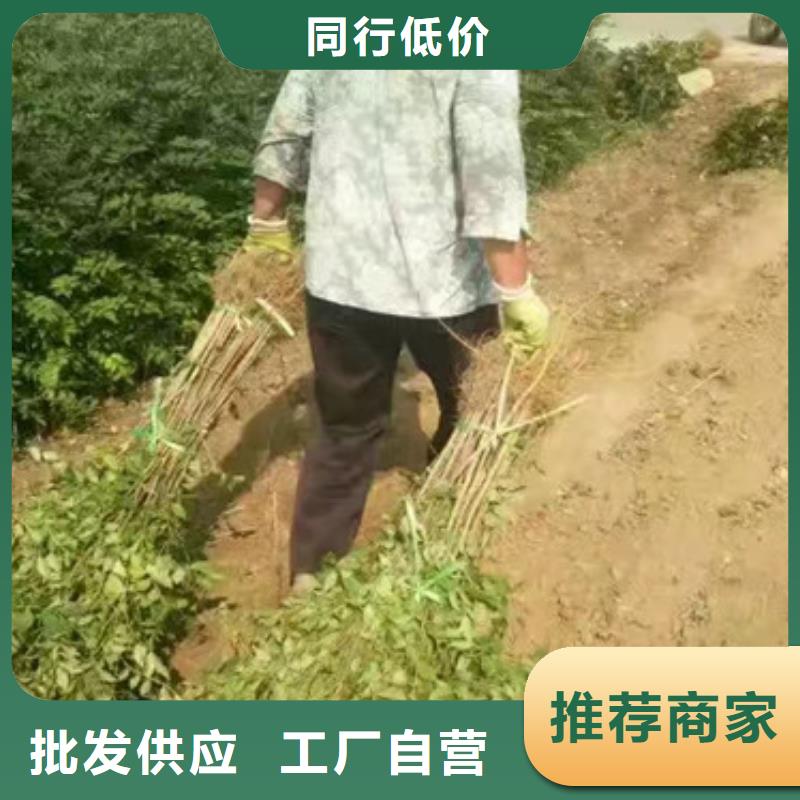 【花椒苗】板栗苗一站式服务