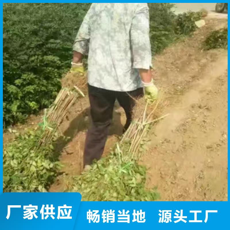 【花椒苗梨树苗品质保障价格合理】