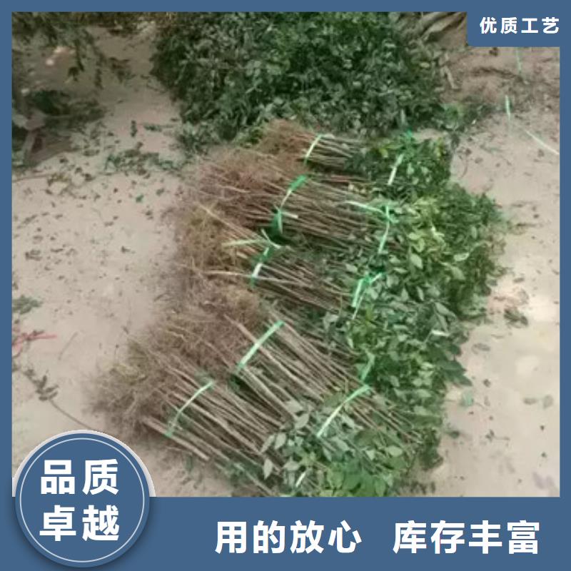 花椒苗,梨树苗用心做好每一件产品