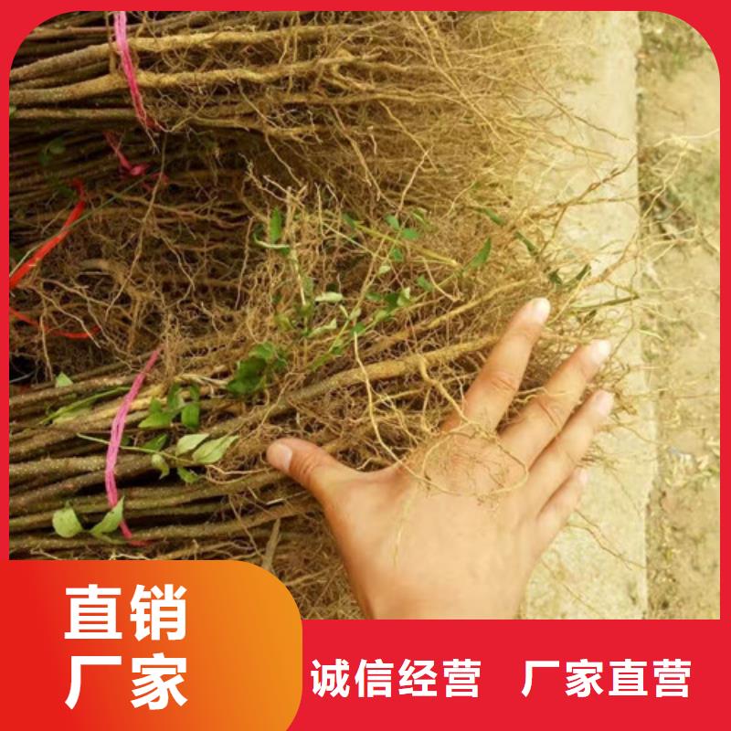 花椒苗-蓝莓苗质量安心