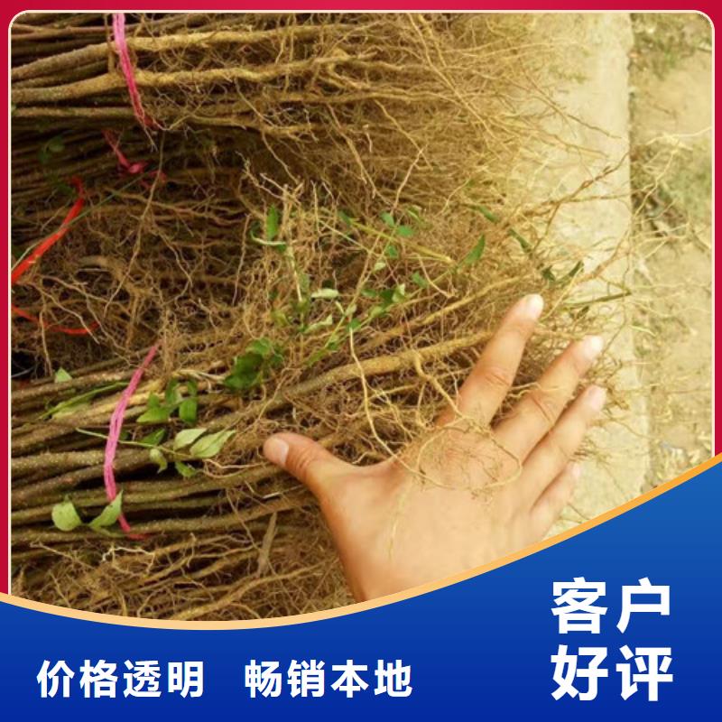 花椒苗蓝莓苗厂家实力大