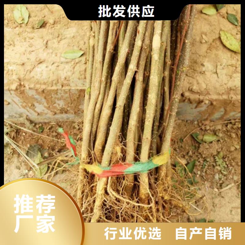 花椒苗蓝莓苗应用广泛