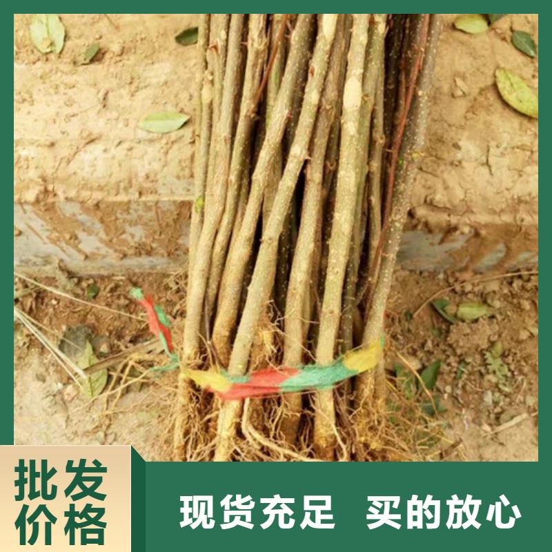 花椒苗-蓝莓苗质量安心