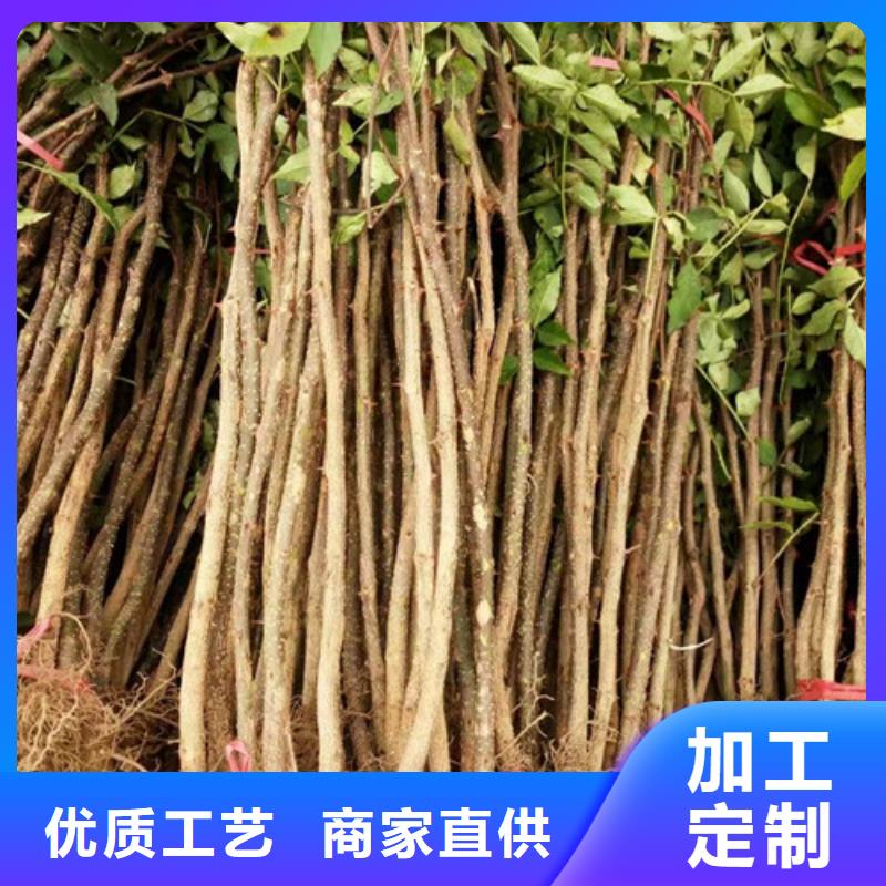 花椒苗梨树苗厂家直销货源充足