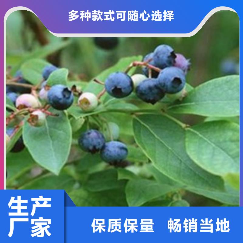 蓝莓苗【苹果苗】精工打造