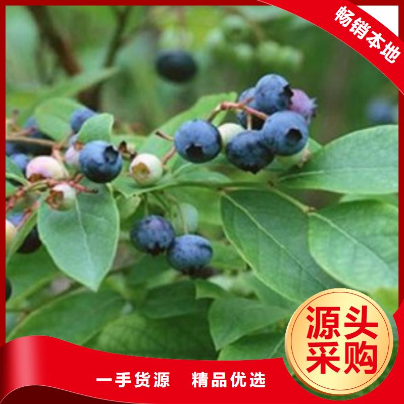 【蓝莓苗,板栗苗热销产品】