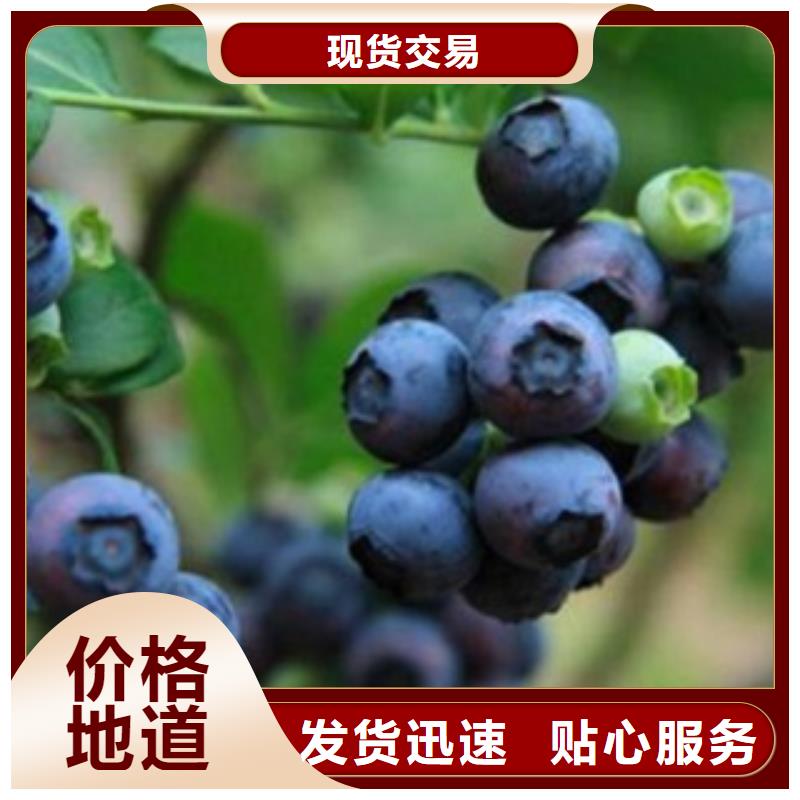 【蓝莓苗,板栗苗热销产品】