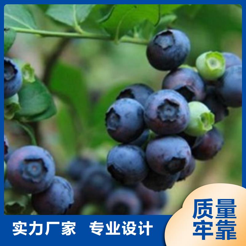 【蓝莓苗-板栗苗供货及时】
