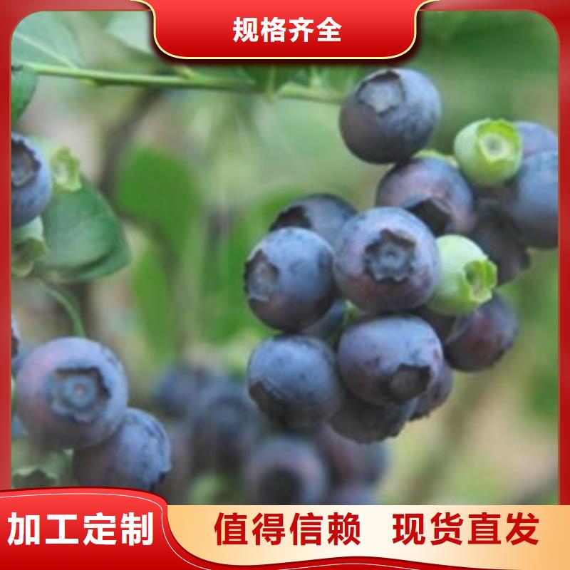 蓝莓苗核桃苗质量不佳尽管来找我