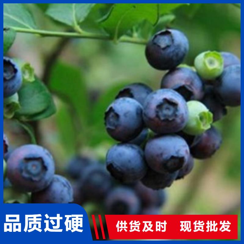 蓝莓苗-桃树苗厂家直销大量现货