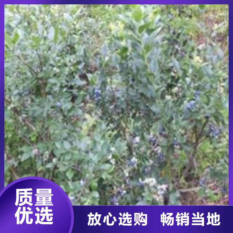 蓝莓苗山楂苗快捷的物流配送