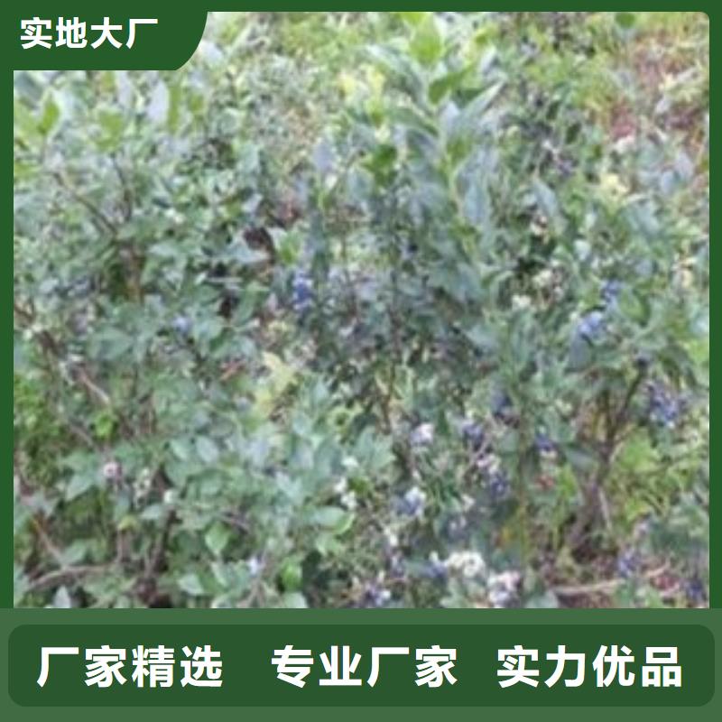 蓝莓苗【桃树苗】采购