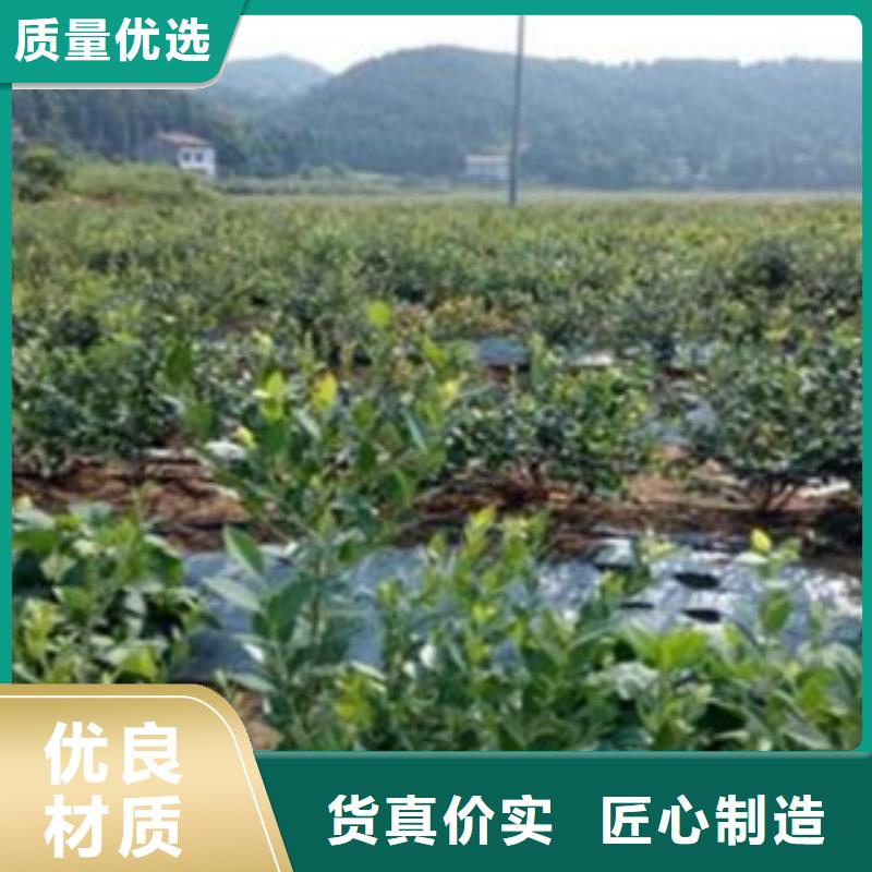 蓝莓苗,花椒苗量大更优惠