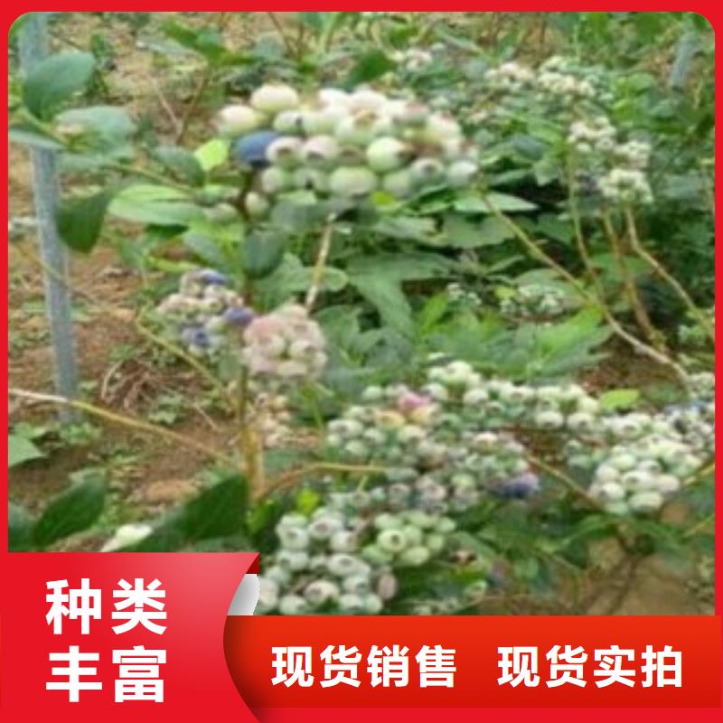 【蓝莓苗】-桃树苗一站式采购商家