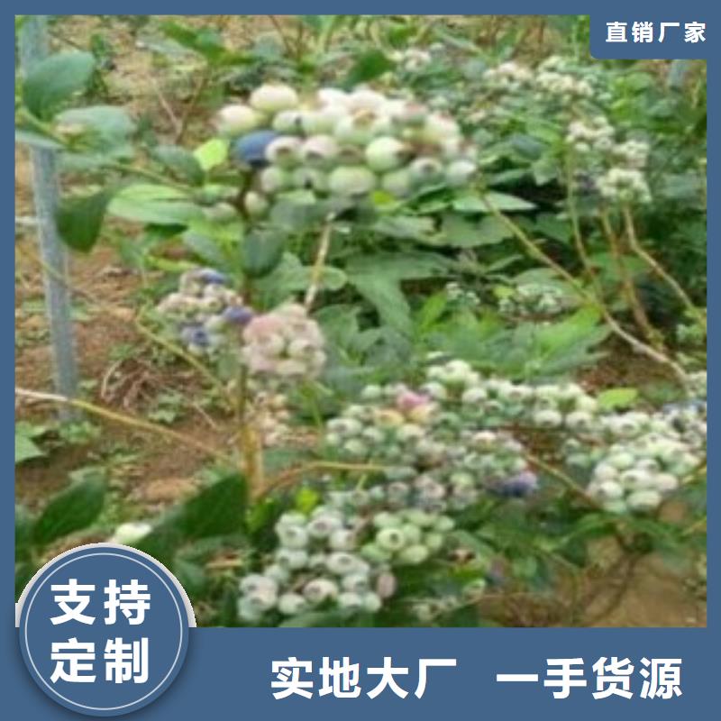蓝莓苗板栗苗货到付款