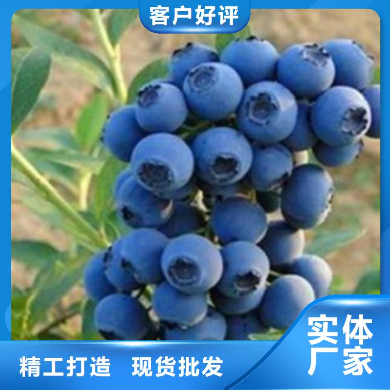 蓝莓苗,花椒苗供应商